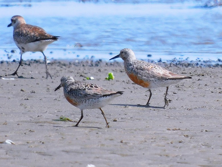 Red Knot - ML620274654
