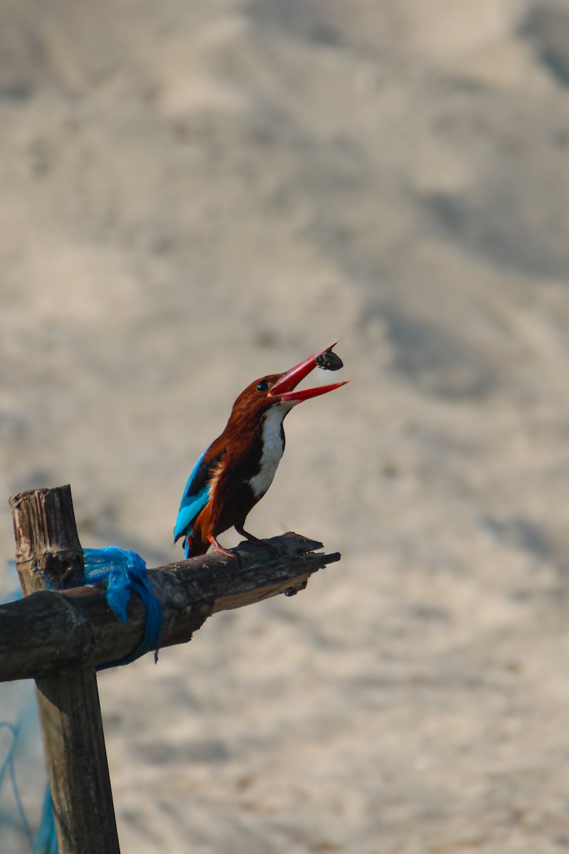 White-throated Kingfisher - ML620274659