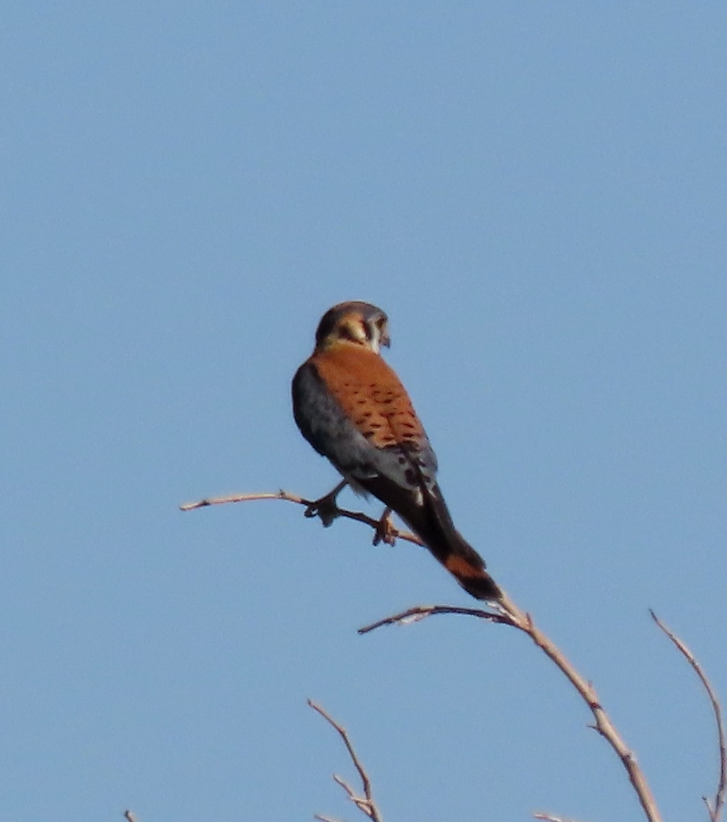 American Kestrel - Ruth Gravance