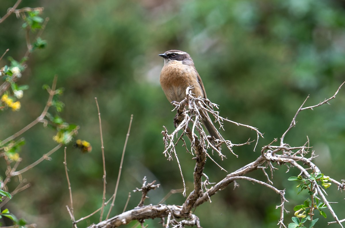 Brown Accentor - ML620274662