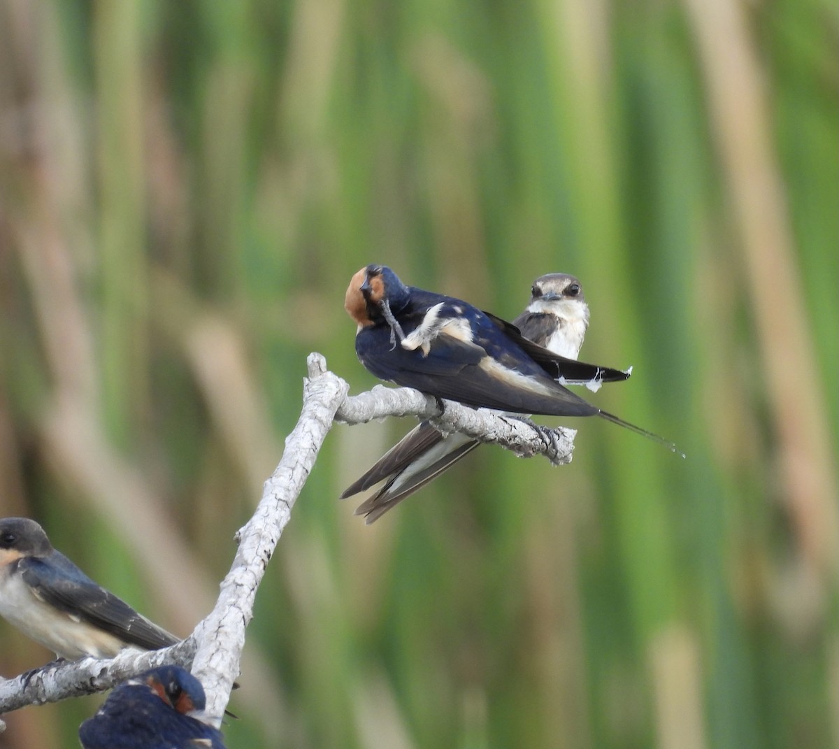 Barn Swallow - ML620274663