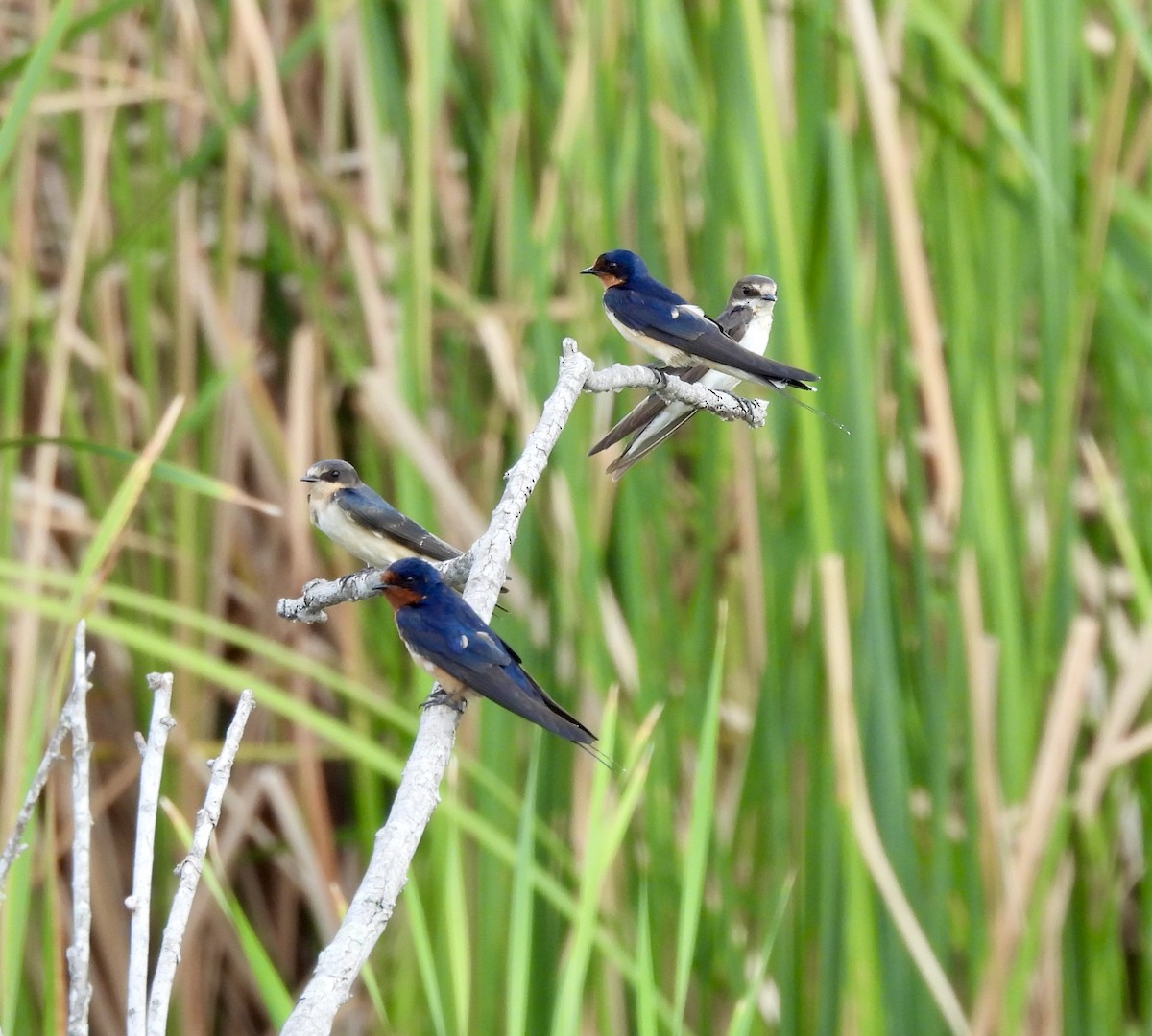 Barn Swallow - ML620274664