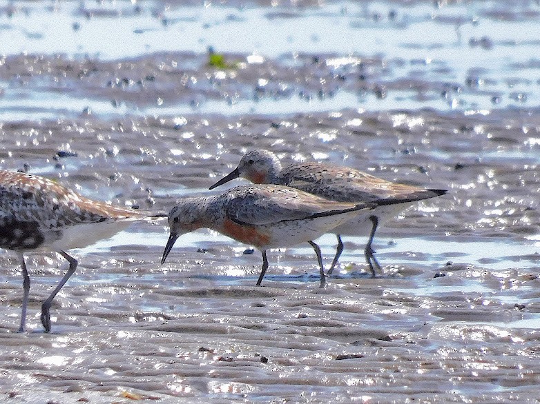 Red Knot - ML620274666