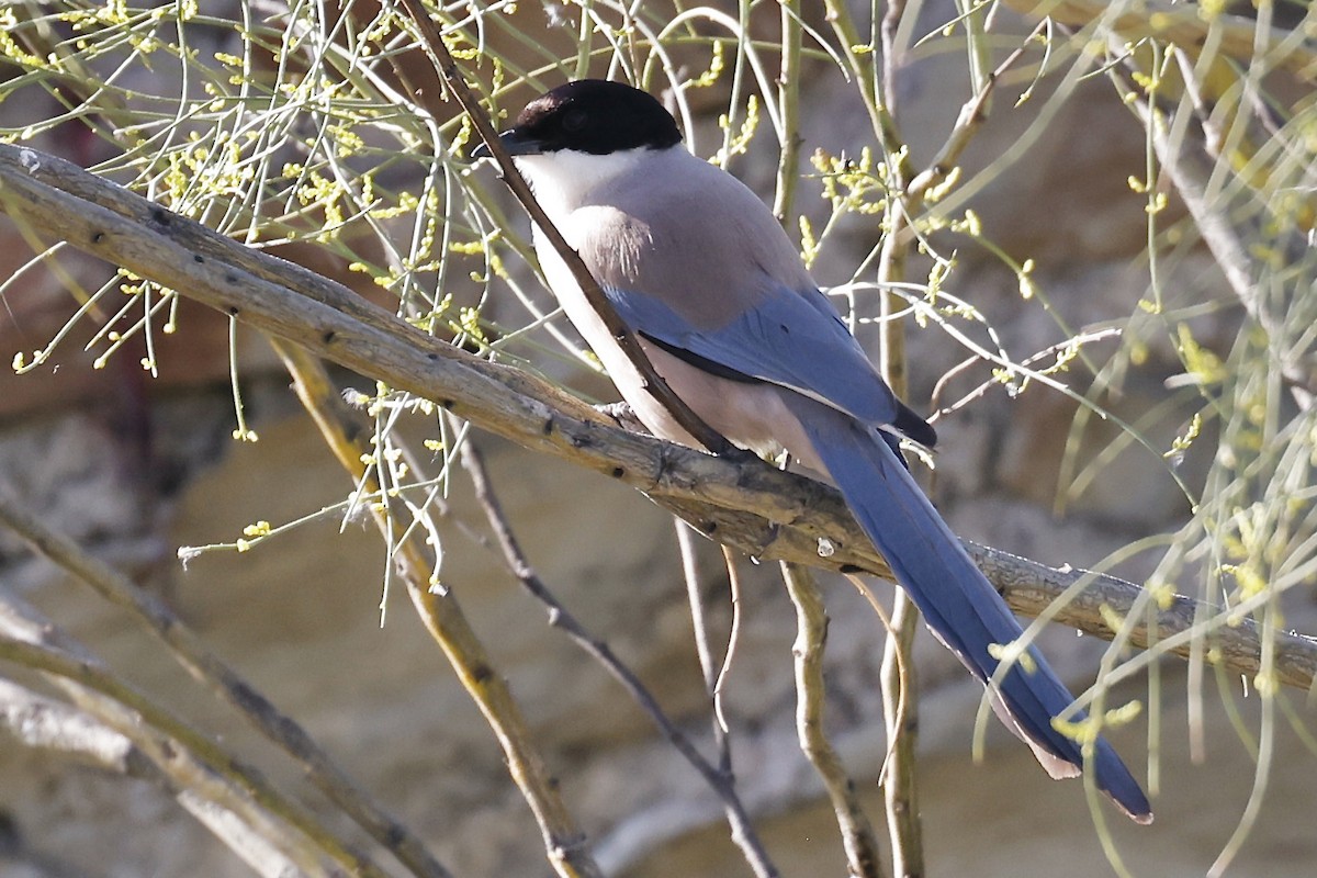 Iberian Magpie - ML620274667