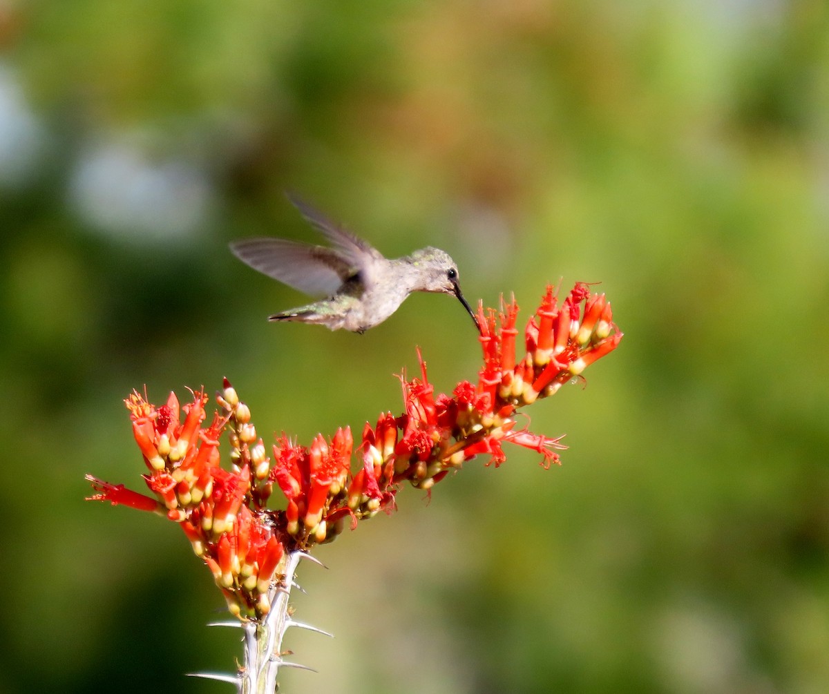 Anna's Hummingbird - ML620274668