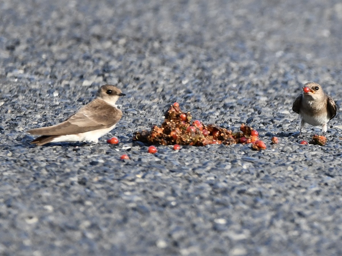 Northern Rough-winged Swallow - ML620274669