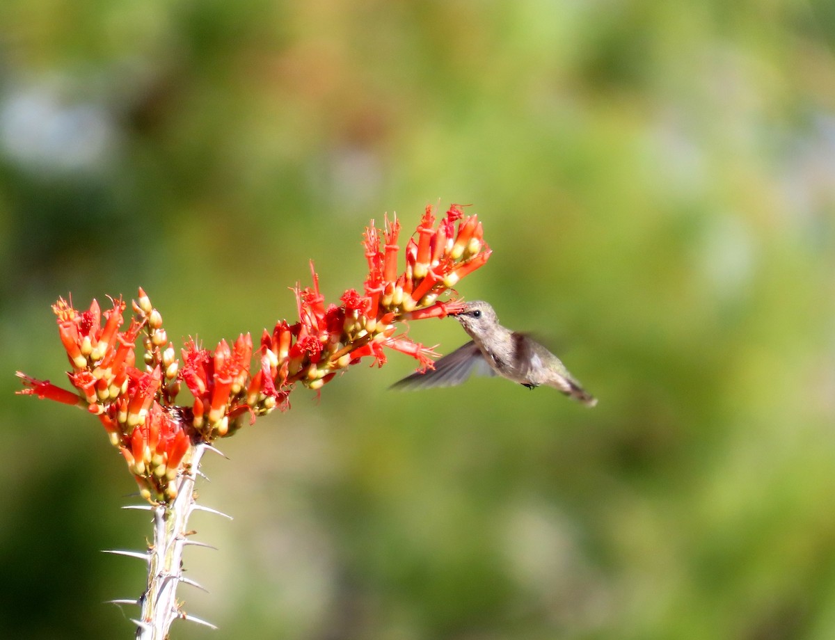 Anna's Hummingbird - ML620274670