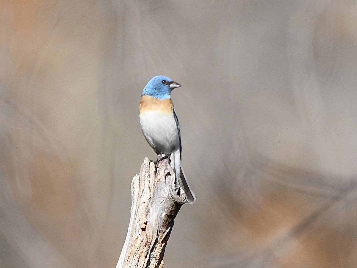 Lazuli Bunting - ML620274676