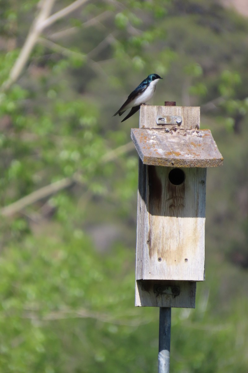 Tree Swallow - ML620274677