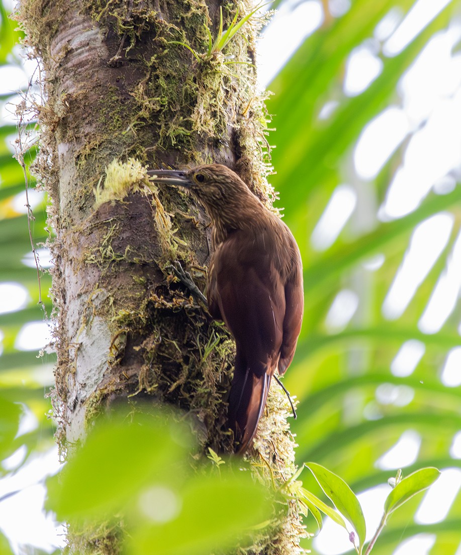 Strong-billed Woodcreeper - ML620274678