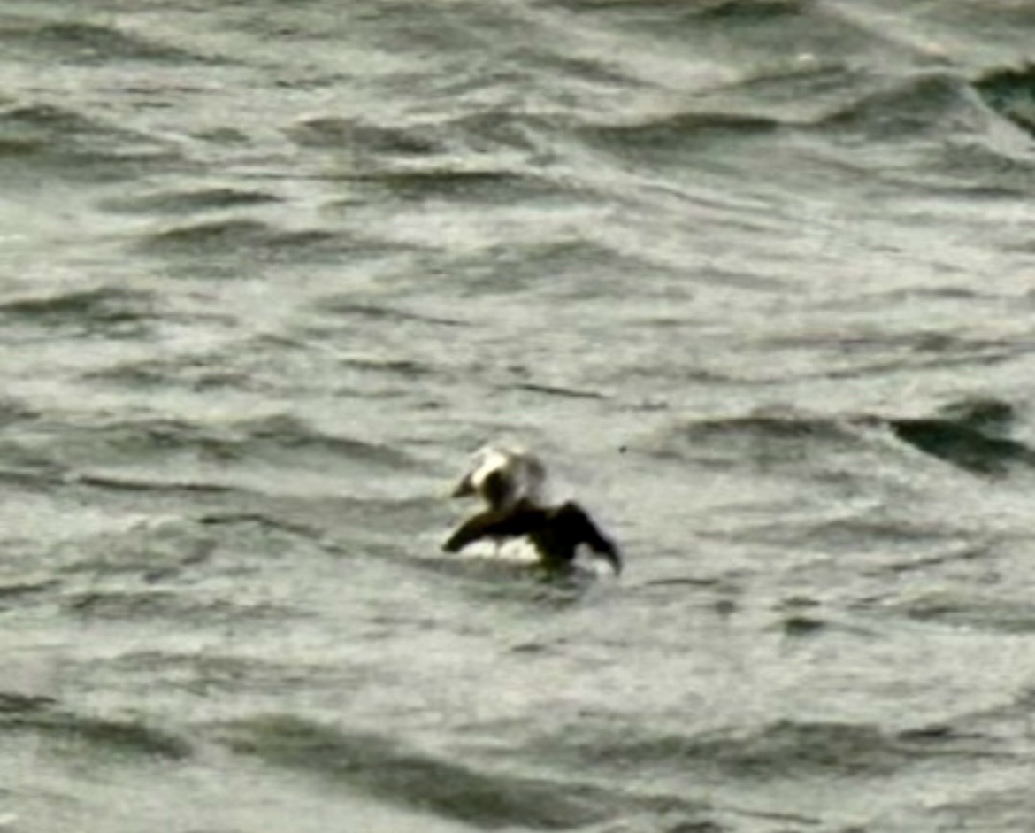 Long-tailed Duck - ML620274681