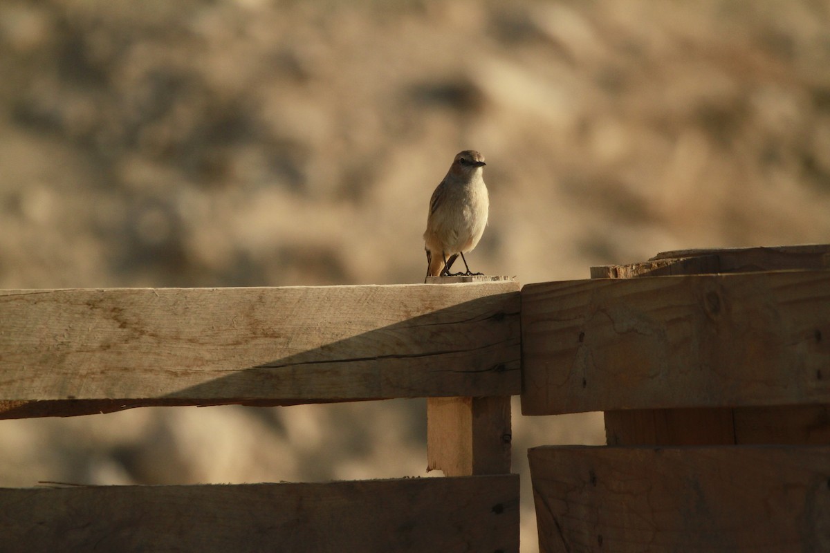 Persian Wheatear - ML620274683