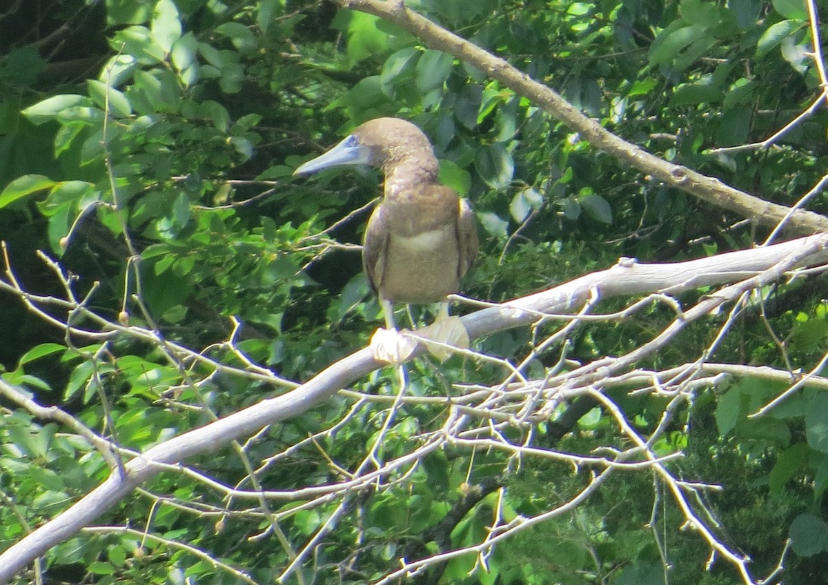 Brown Booby - ML620274685