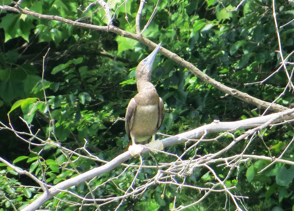 Brown Booby - ML620274686