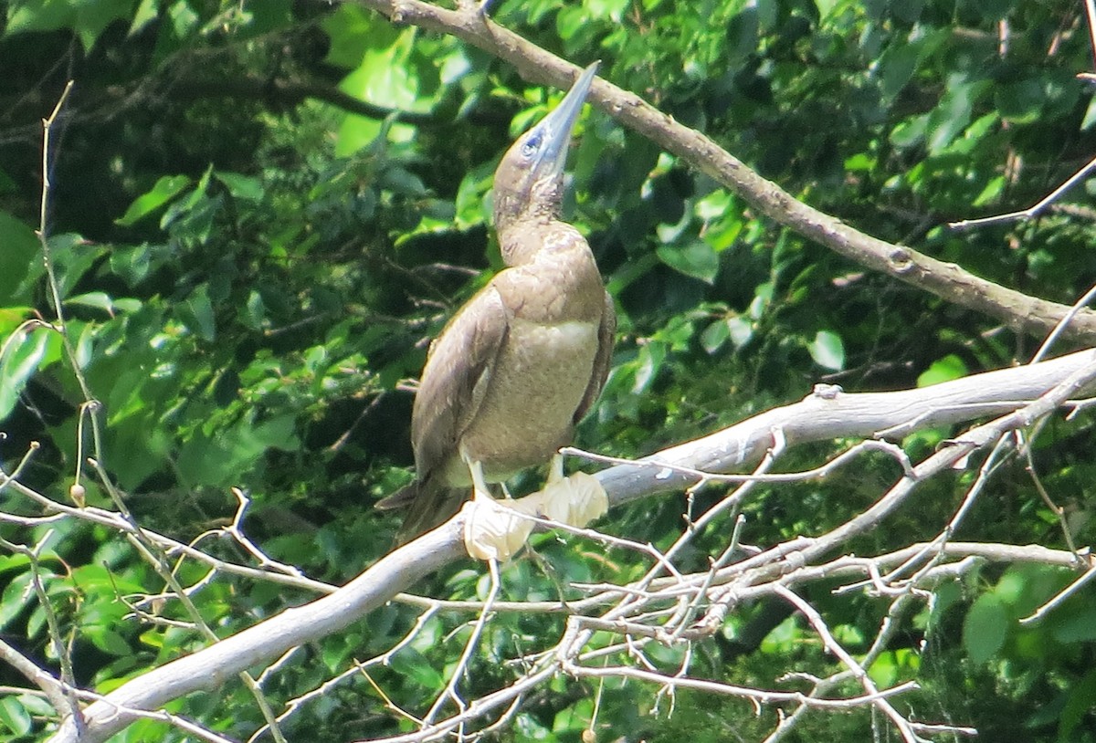 Brown Booby - ML620274688