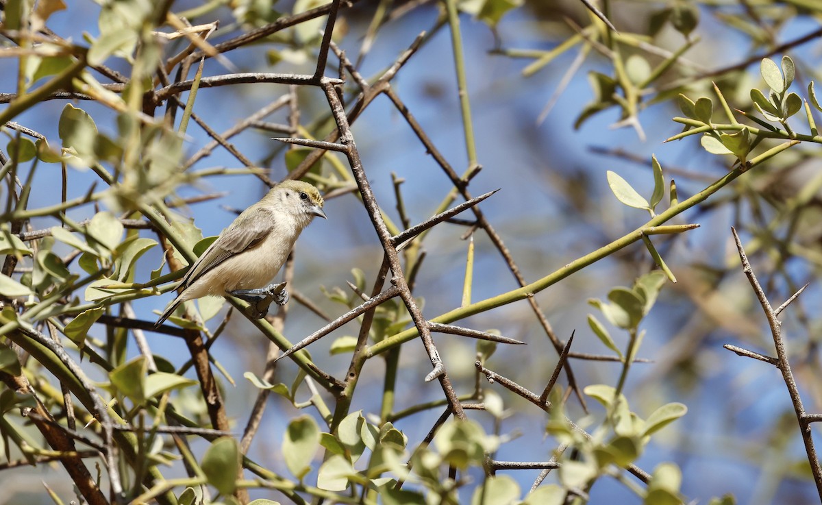 Sennar Penduline-Tit - ML620274699