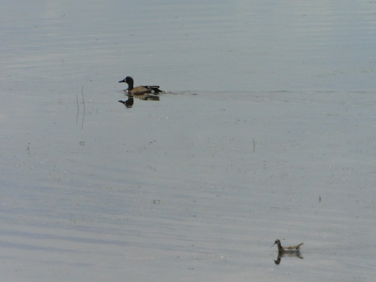 Northern Shoveler - ML620274703