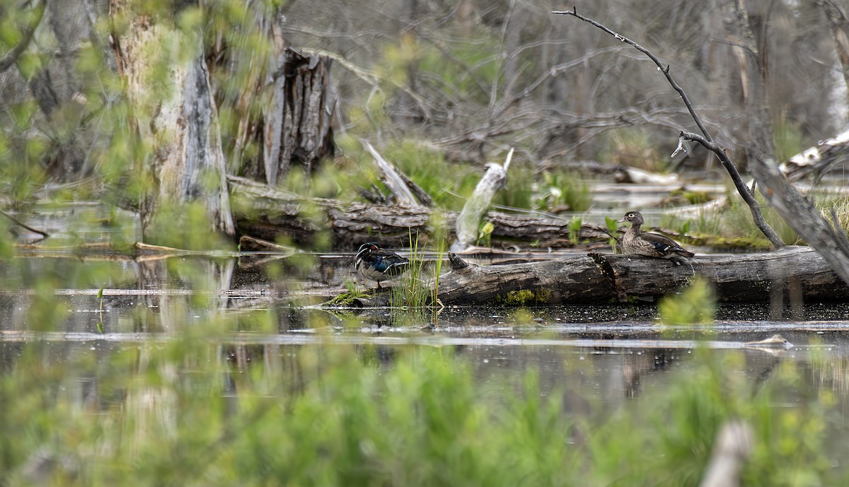 Wood Duck - ML620274705