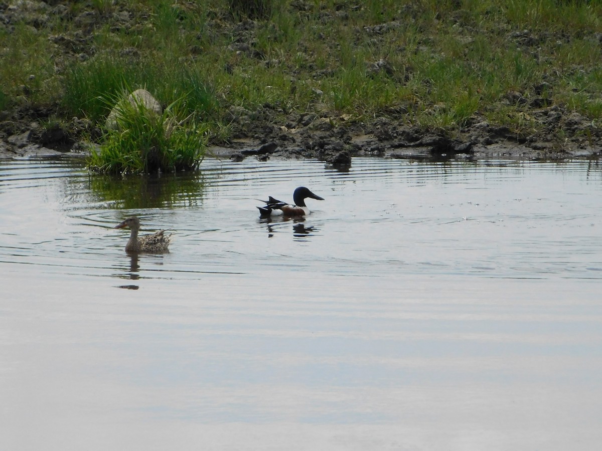 Northern Shoveler - ML620274707