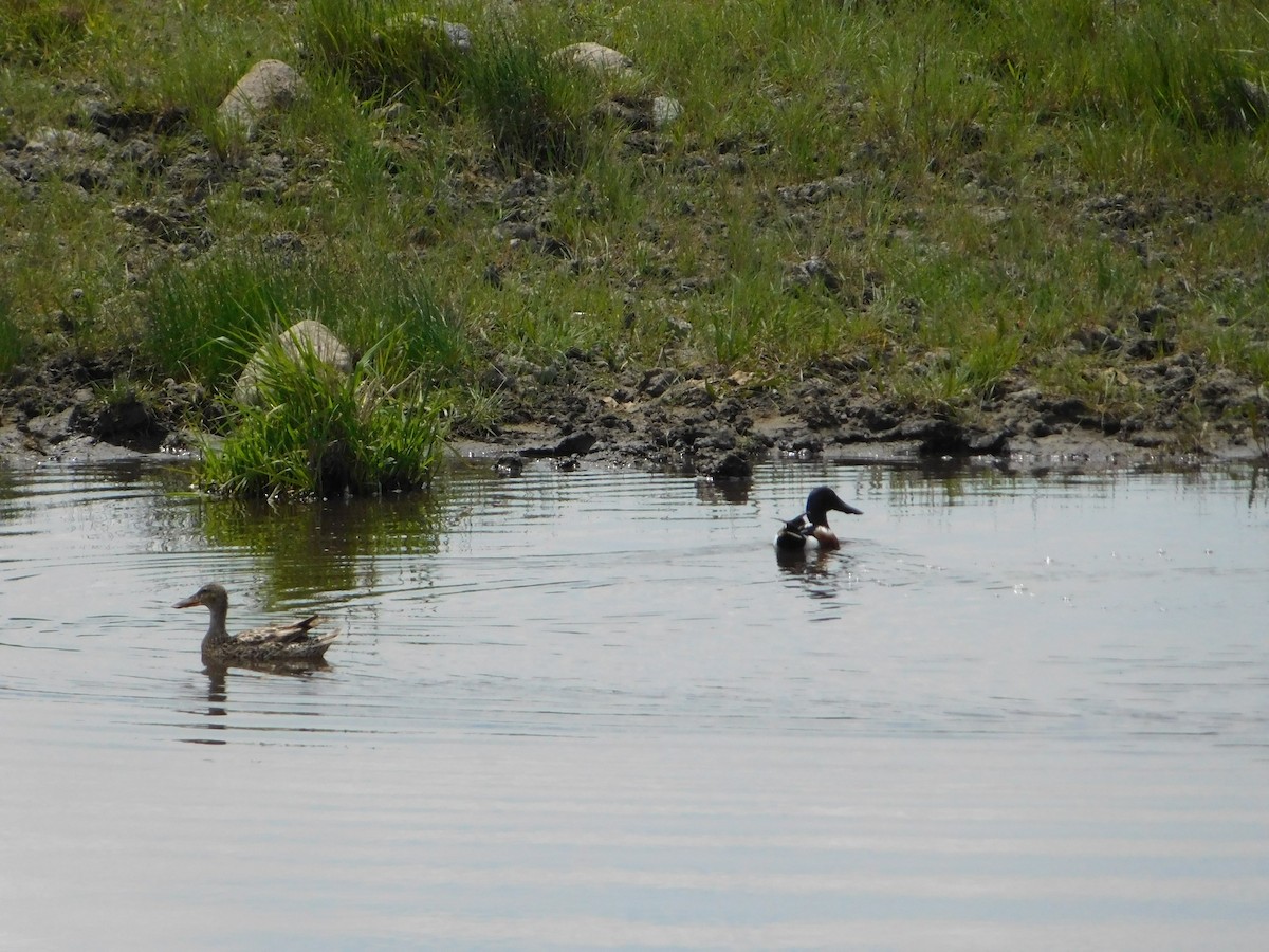 Northern Shoveler - ML620274708