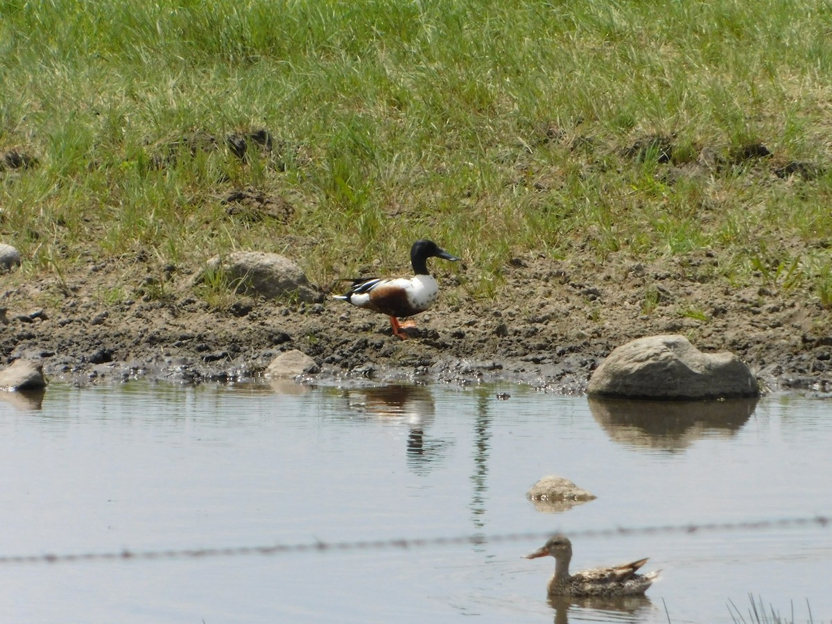 Northern Shoveler - ML620274709