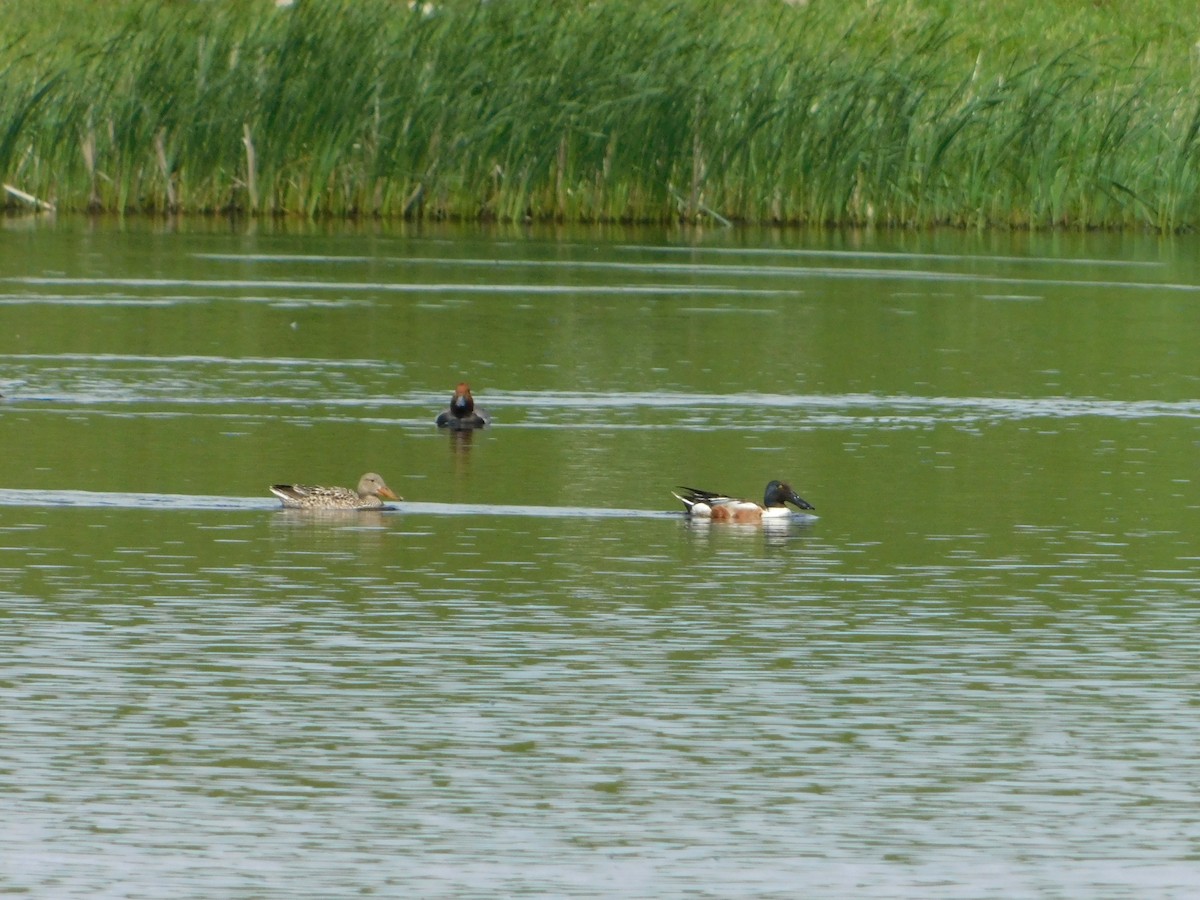 Northern Shoveler - Nathaniel Cooley