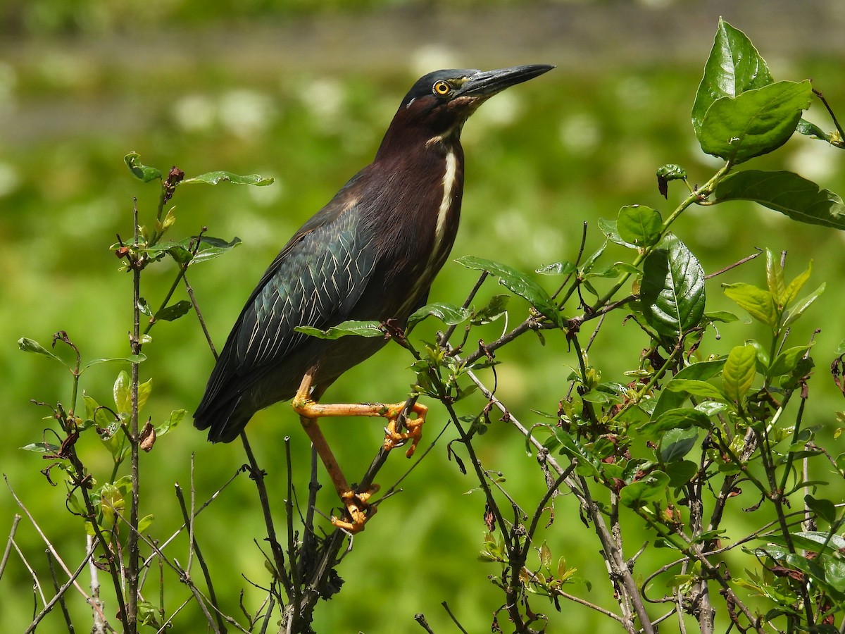 Green Heron - ML620274718