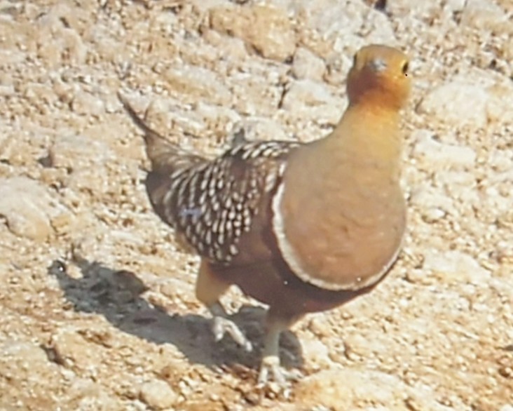 Namaqua Sandgrouse - ML620274719