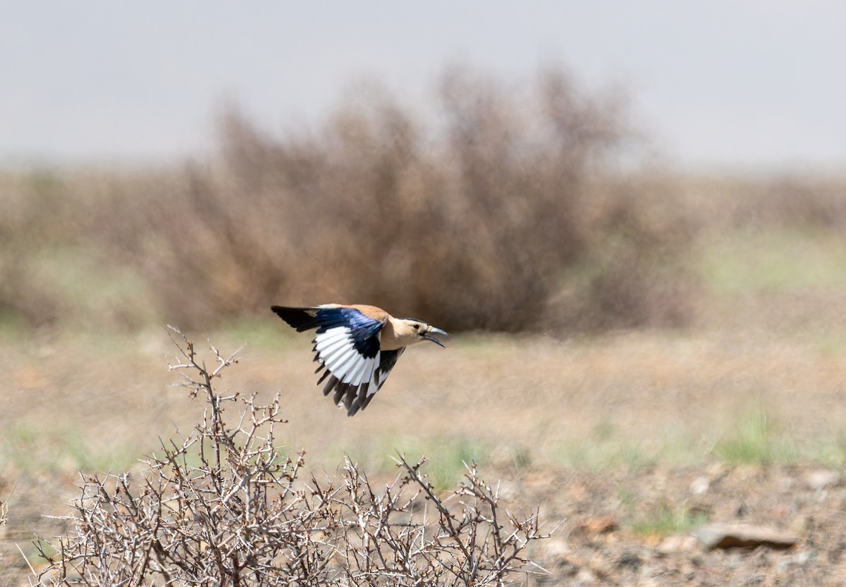 Mongolian Ground-Jay - ML620274721