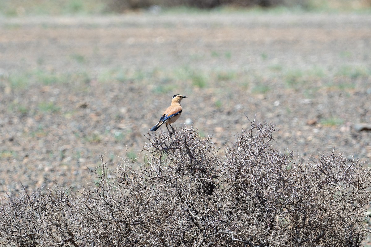 Mongolian Ground-Jay - ML620274724