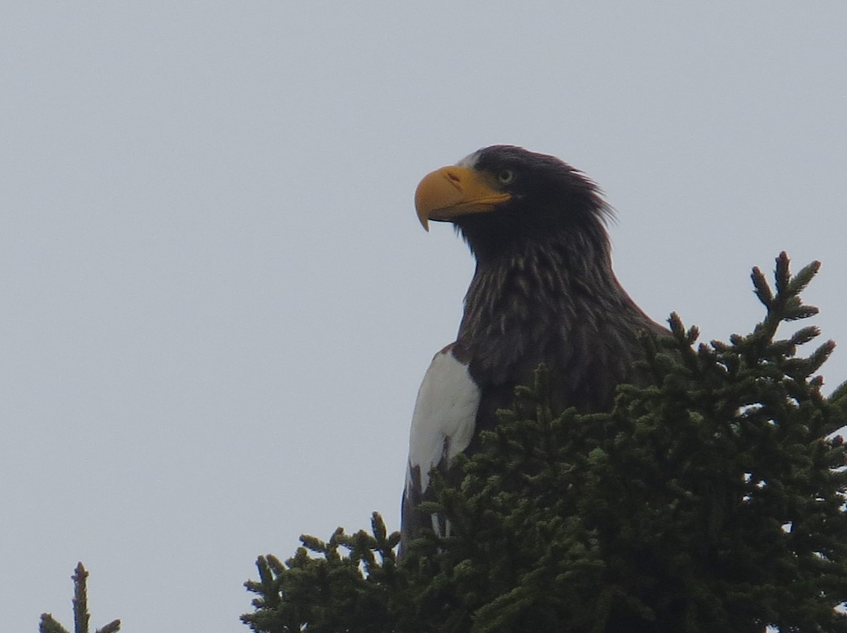 Steller's Sea-Eagle - ML620274729