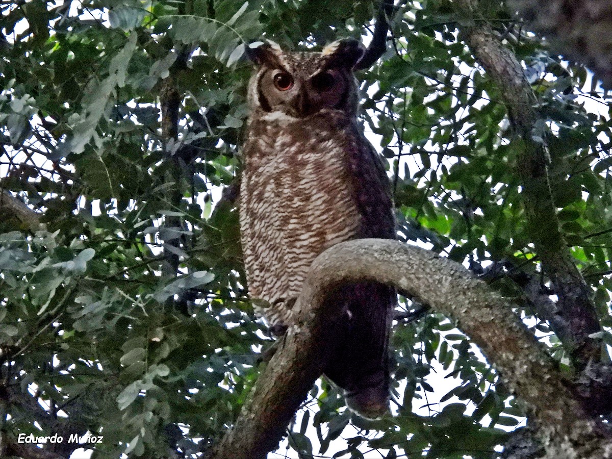 Great Horned Owl - ML620274731