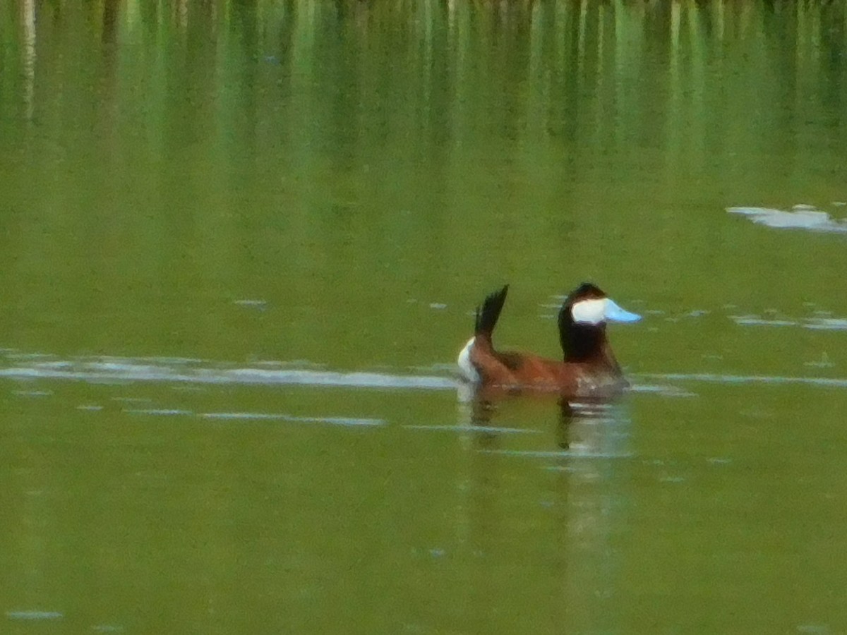 Ruddy Duck - ML620274735