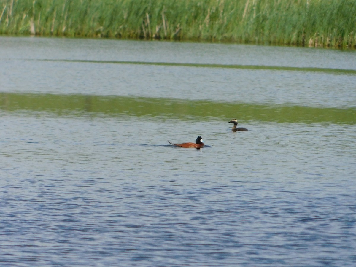 Ruddy Duck - ML620274738