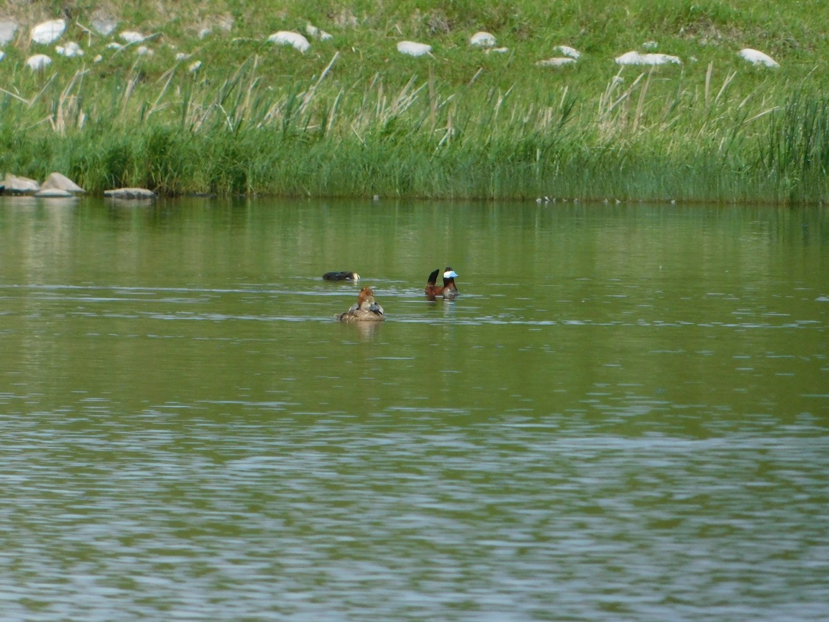 Ruddy Duck - ML620274739