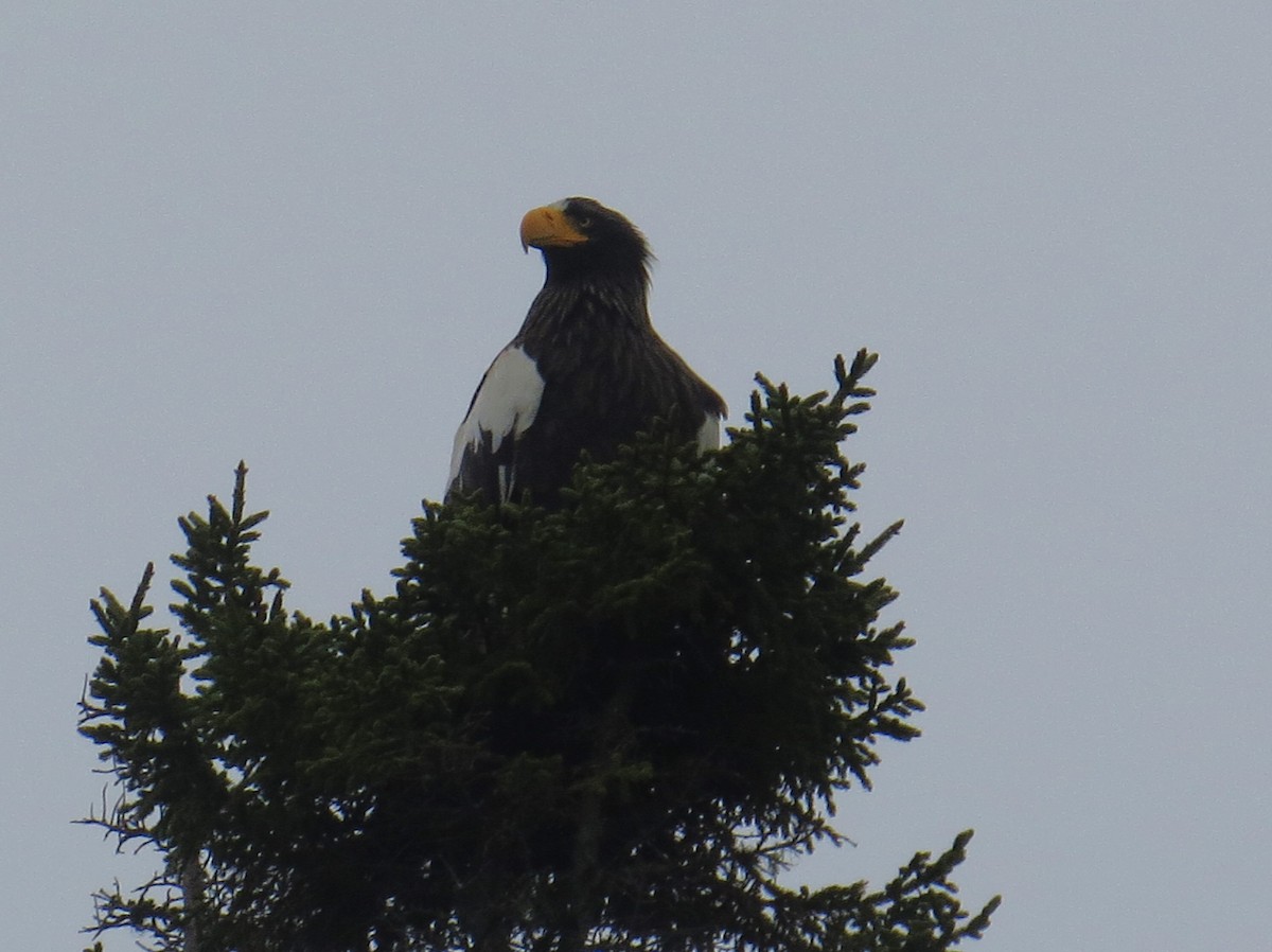 Steller's Sea-Eagle - ML620274766