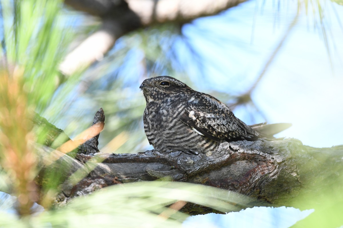 Common Nighthawk - ML620274786