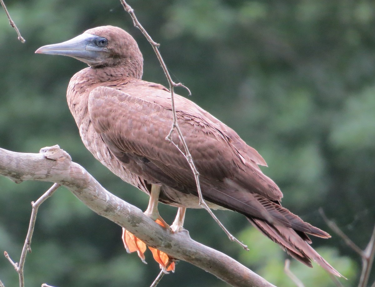 Brown Booby - ML620274797