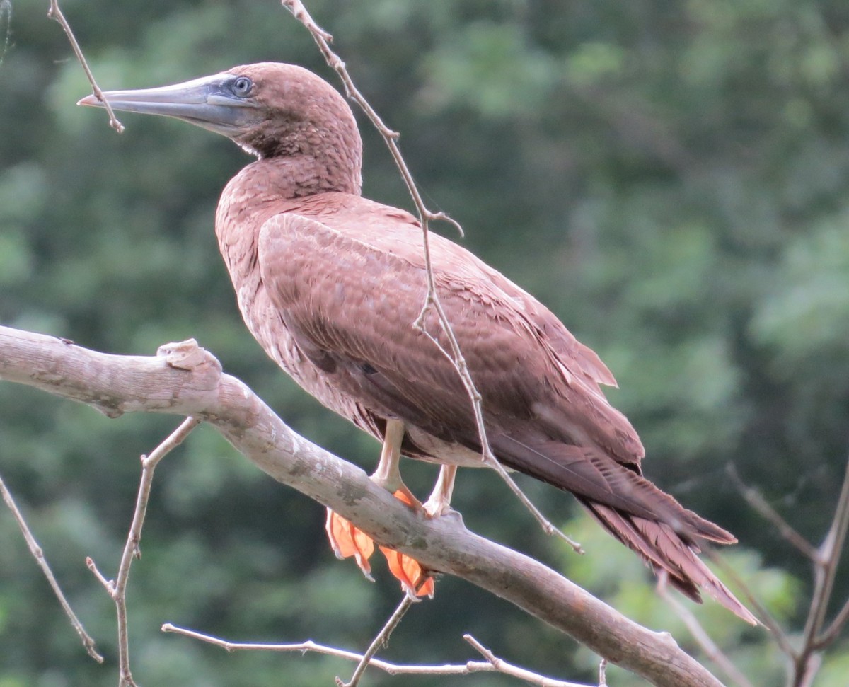Brown Booby - ML620274798
