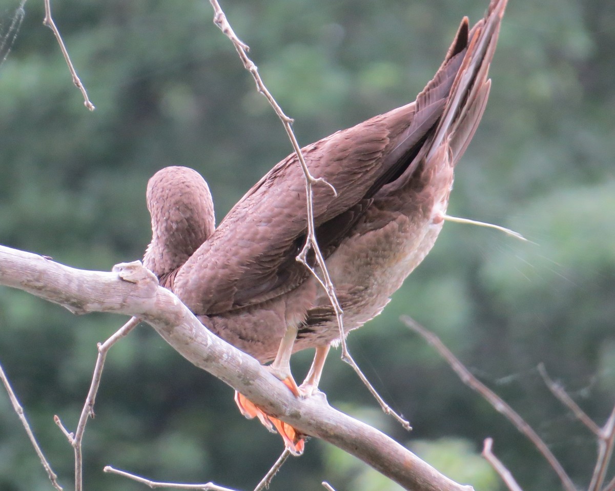 Brown Booby - ML620274799