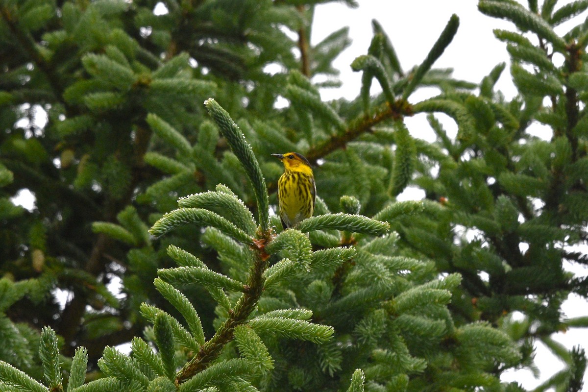 Cape May Warbler - ML620274800