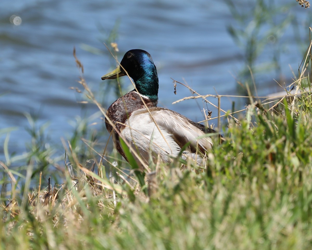 Canard colvert - ML620274801