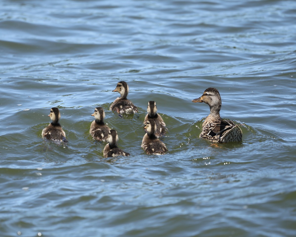 Canard colvert - ML620274803