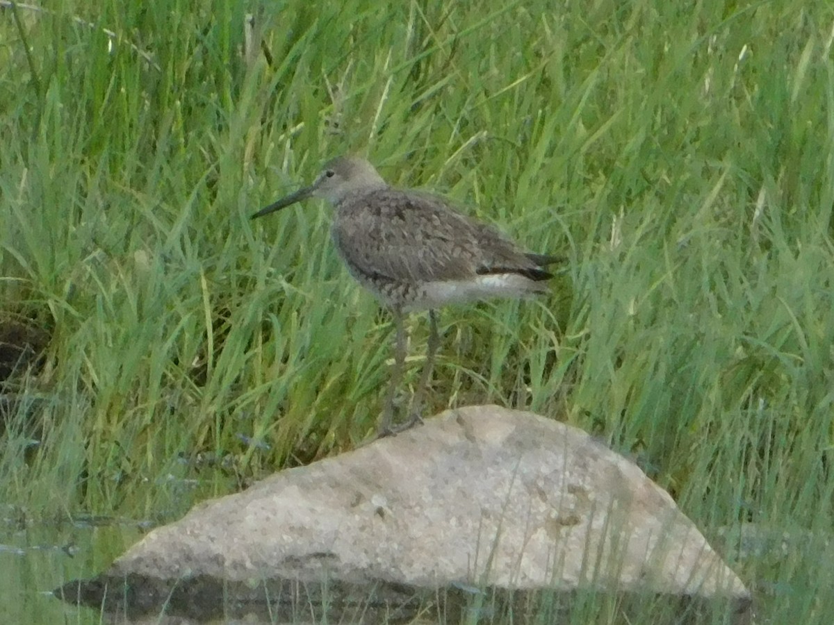 vodouš břehoušovitý (ssp. inornata) - ML620274805