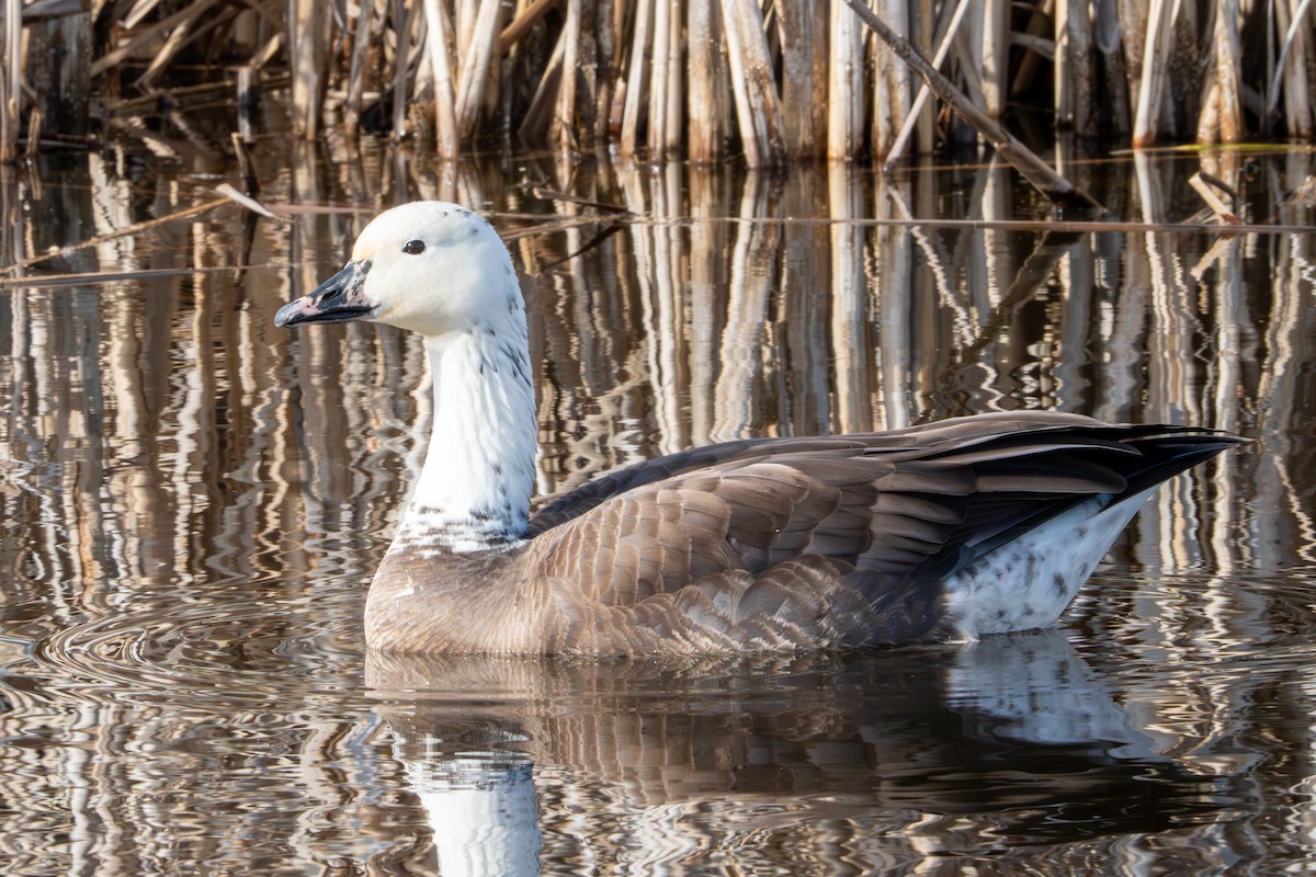 Snow x Canada Goose (hybrid) - ML620274821