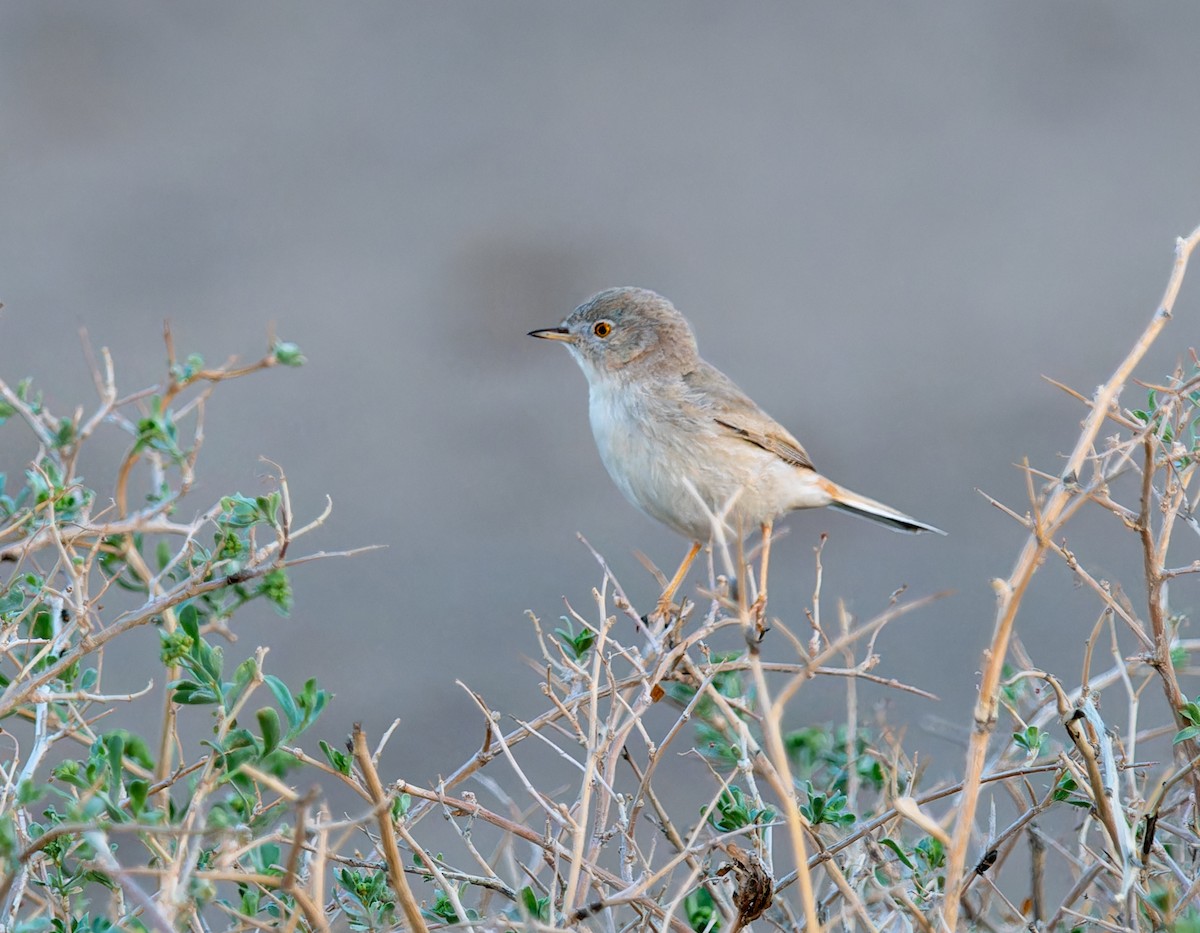 Asian Desert Warbler - ML620274823