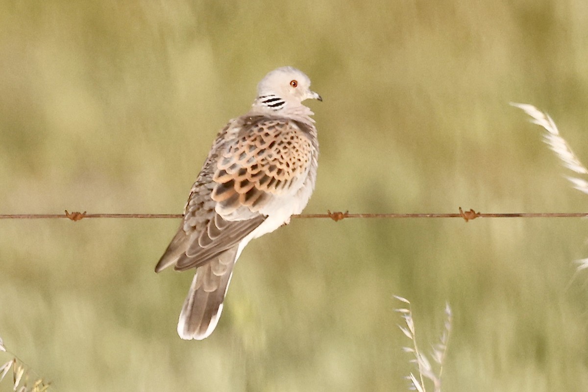 European Turtle-Dove - ML620274825