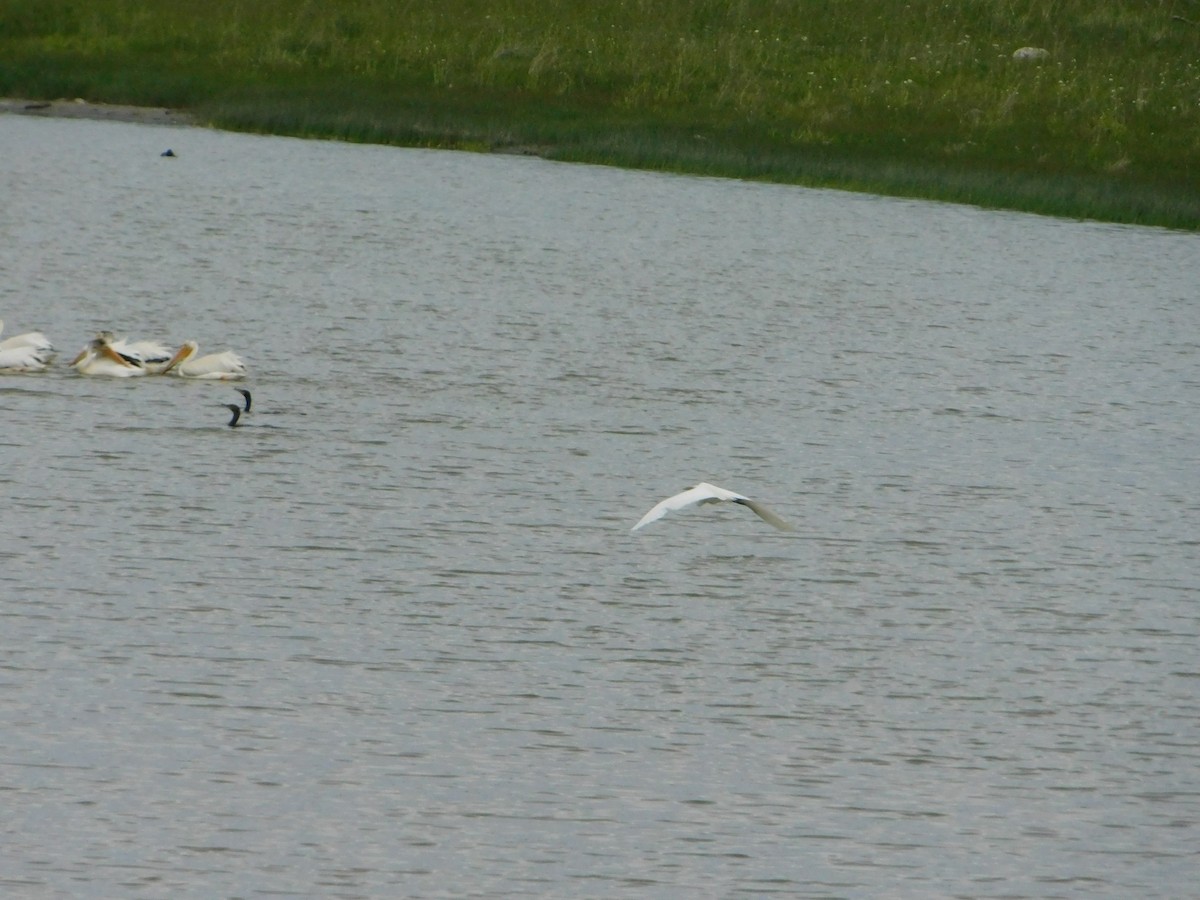 American White Pelican - ML620274832