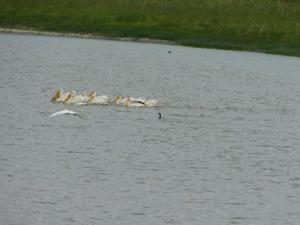 pelikán severoamerický - ML620274833