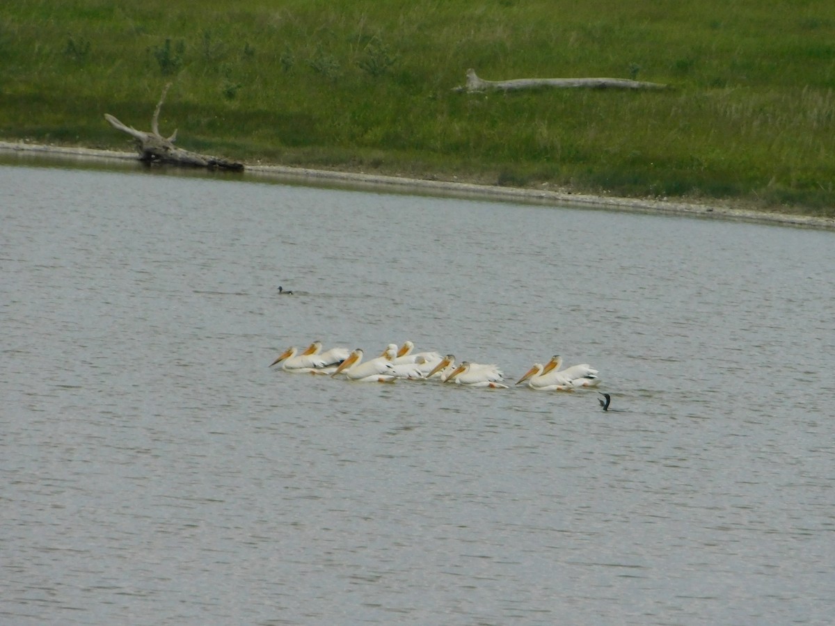 pelikán severoamerický - ML620274834